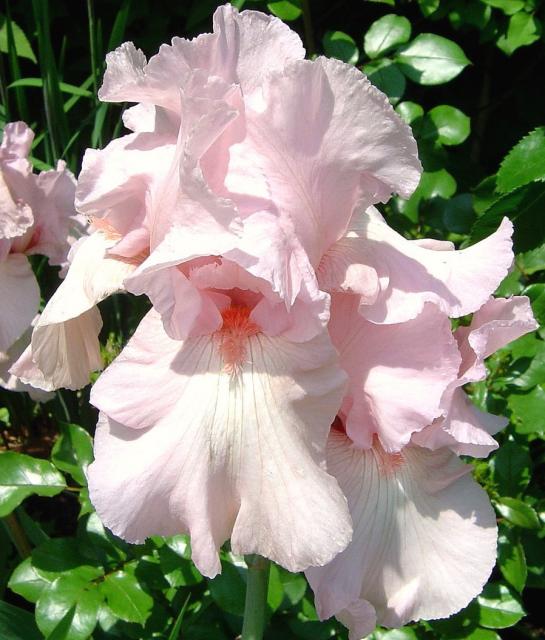 pink Dutch Iris picture.jpg
