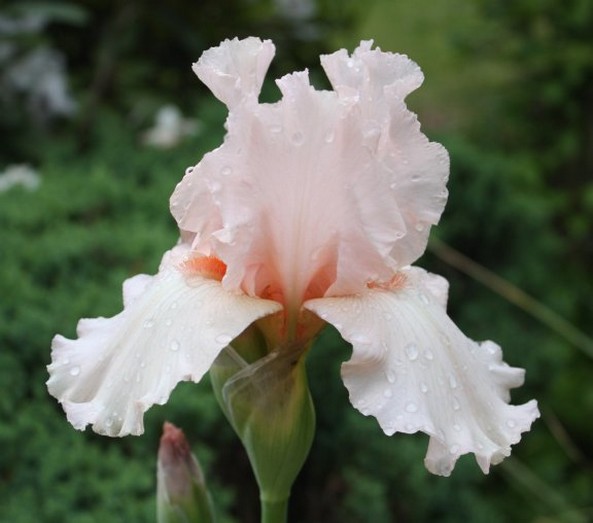 pink Dutch Iris pic.jpg