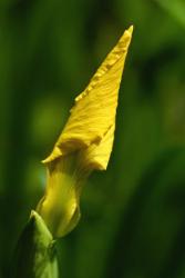 picture of yellow Iris bud.jpg