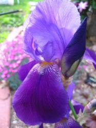 picture of iris flowers.jpg
