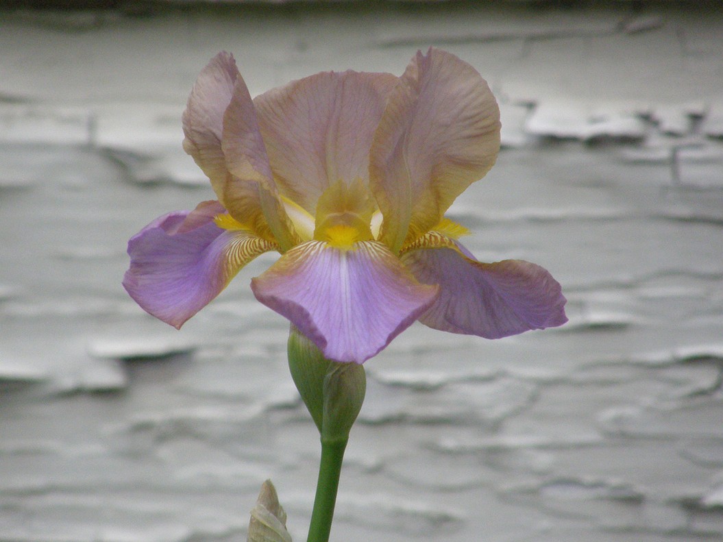 picture of iris flower.jpg