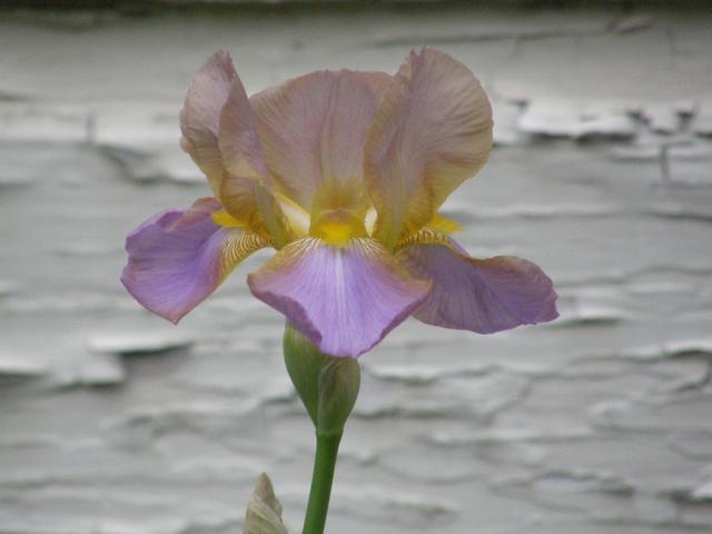 picture of iris flower.jpg