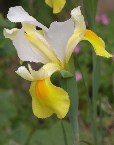 picture of Dutch Iris.jpg