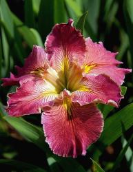 picture of a iris flower in dark red with yellow stripes.jpg