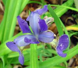 picture iris flower.jpg