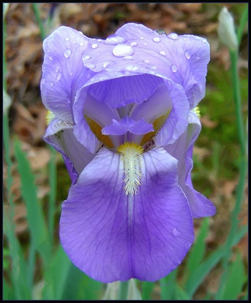picture iris flower in nature.jpg