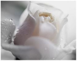 Flowers Rose Pictures