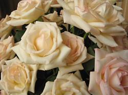 Flowers Rose Pictures