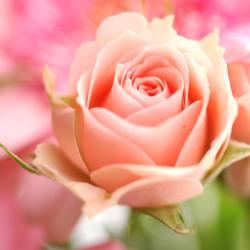 Flowers Rose Pictures