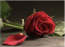 Flowers Rose Pictures
