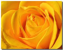 Flowers Rose Pictures