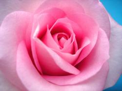 Flowers Rose Pictures
