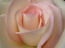 Flowers Rose Pictures