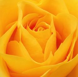 Flowers Rose Pictures