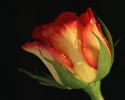 Flowers Rose Pictures