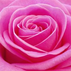 Flowers Rose Pictures