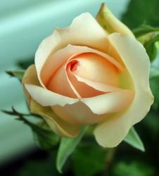 Flowers Rose Pictures