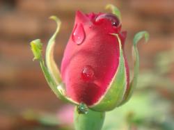 Flowers Rose Pictures