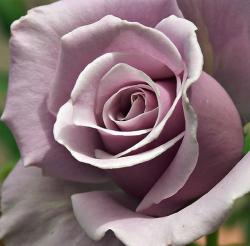 Flowers Rose Pictures