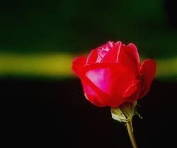 Flowers Rose Pictures