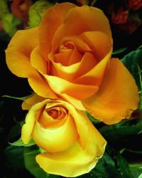 Flowers Rose Pictures