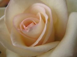 Flowers Rose Pictures
