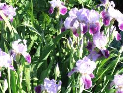 photo of Purple Iris flowers.jpg
