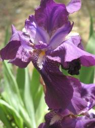 photo Iris flower in summer heat.jpg