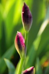 photo iris buds.jpg