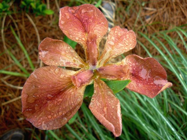 orange red iris flower.jpg