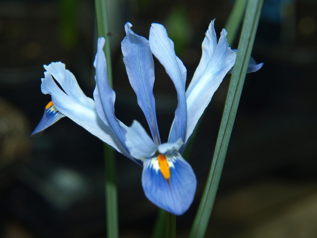 ocean blue iris flower.jpg