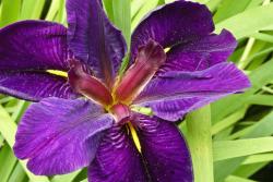 Louisiana Iris photo.jpg
