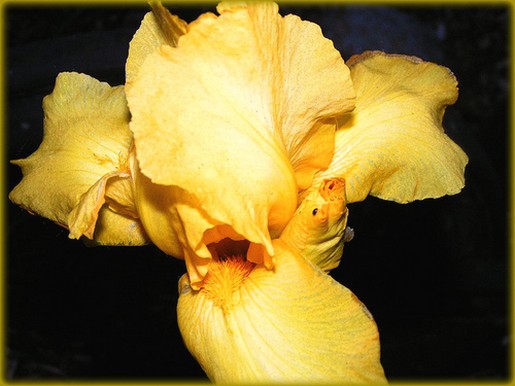 ligt yellow iris flowers photo.jpg