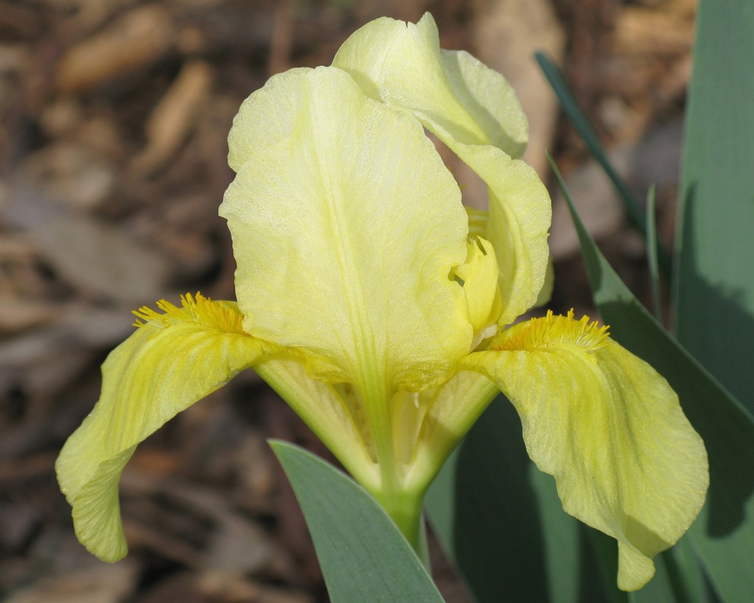 light yellow iris flower.jpg
