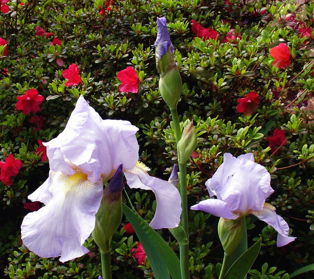 light purple iris with yellow center.jpg