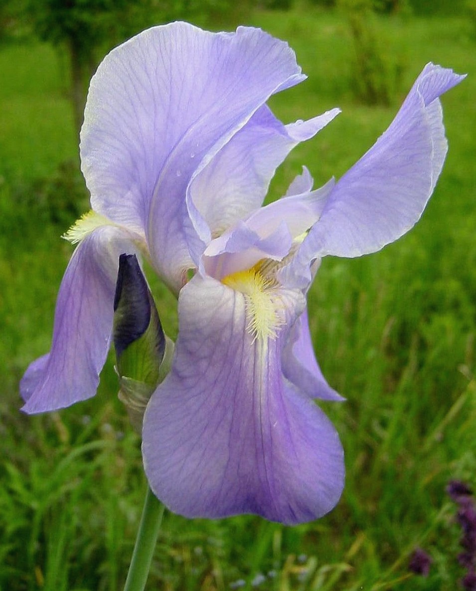 light purple iris photo.jpg