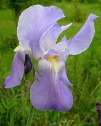 light purple iris photo.jpg