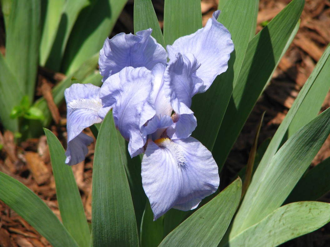light purple iris flower picture.jpg