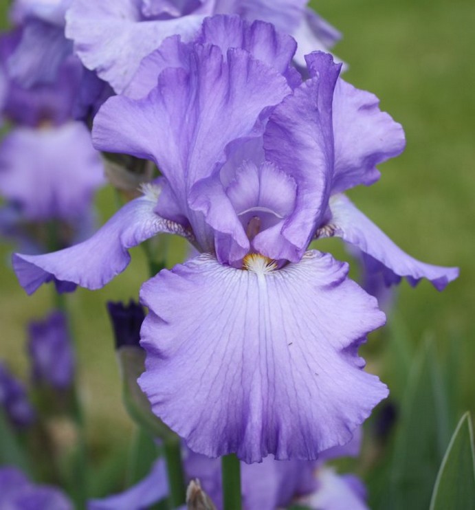 light purple flowers.jpg
