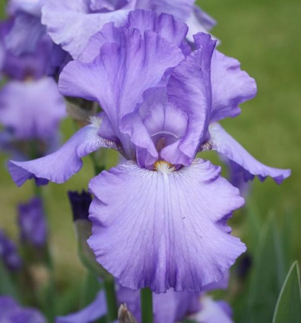 light purple flowers.jpg