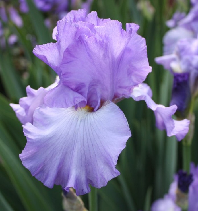 light purple Dutch Iris.jpg
