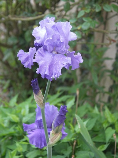 light iris flowrs.jpg