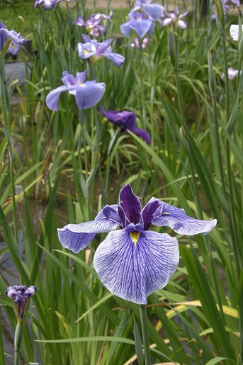 japanese iris.jpg