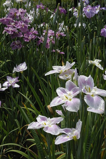 japanese iris flowers.jpg