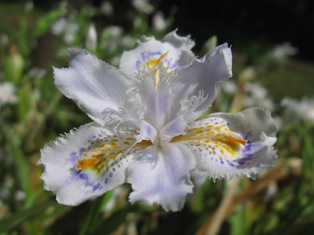 Japanese iris flower picture.jpg