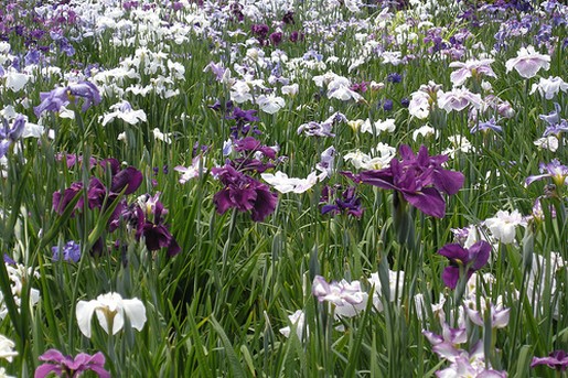 japanese iris field.jpg
