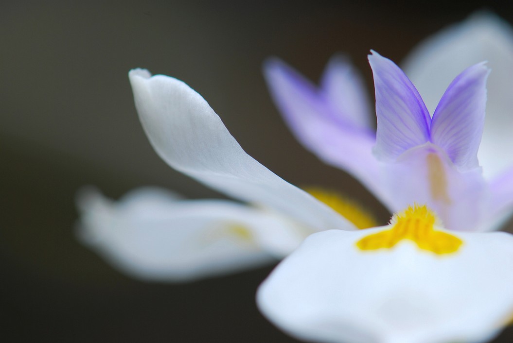 iris wedding flower.jpg