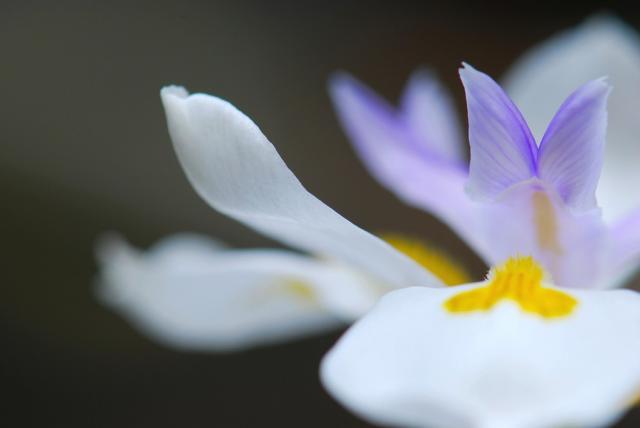 iris wedding flower.jpg