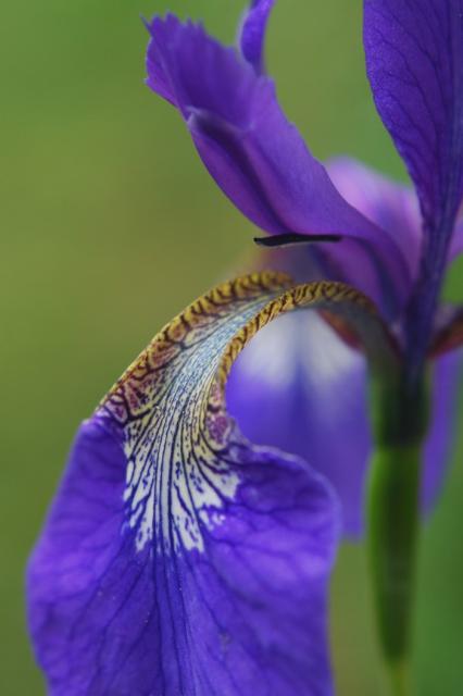 iris summer flower.jpg