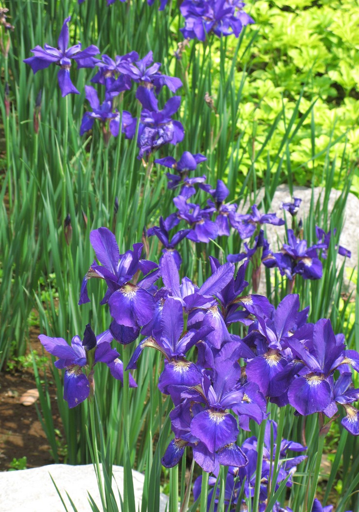 Iris sanguinea picture.jpg